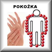 Pokožka