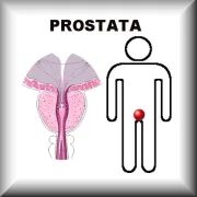 Prostata