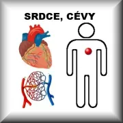 Srdce, Cévy