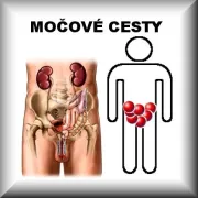 Močové cesty