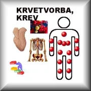 Krvetvorba, krev